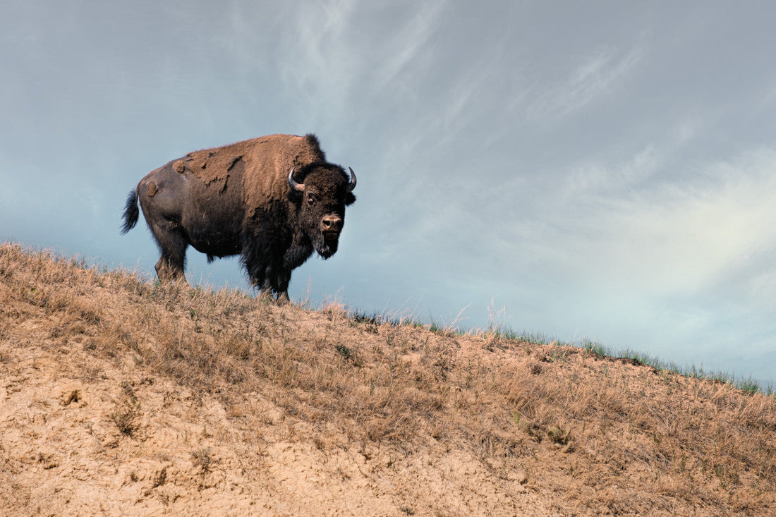 Buffalo Jerky vs Beef Jerky: Which Reigns Supreme?