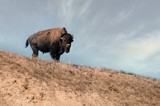 Buffalo Jerky vs Beef Jerky: Which Reigns Supreme?