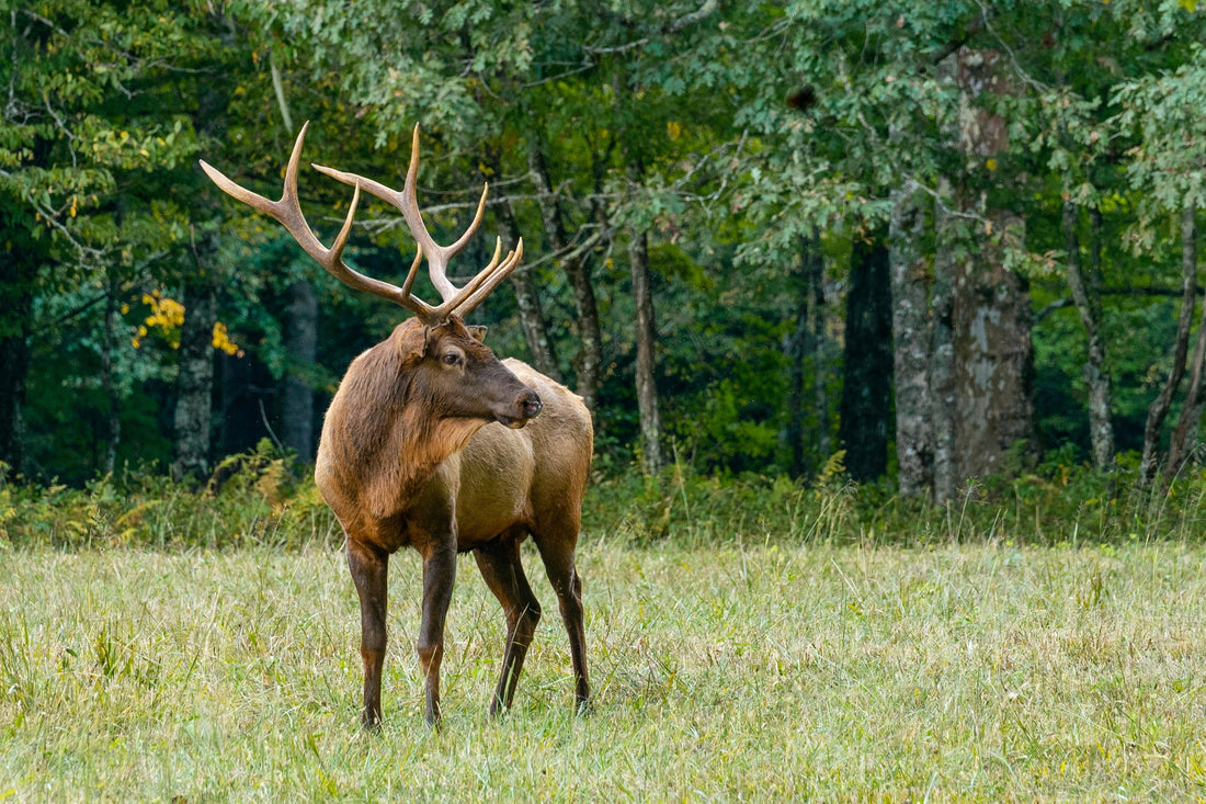 Deer Jerky vs Beef Jerky: Which Reigns Supreme?