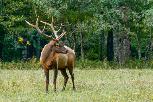 Deer Jerky vs Beef Jerky: Which Reigns Supreme?