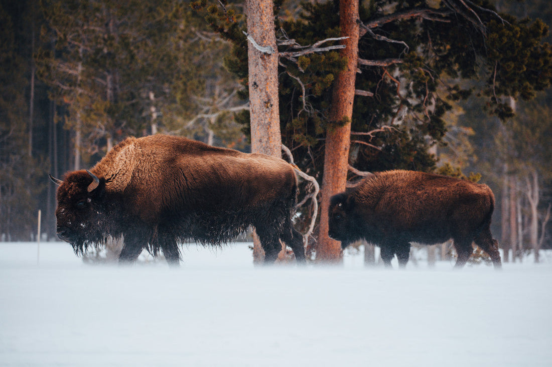 Buffalo Jerky: A Tasty, Nutritious Snack Choice