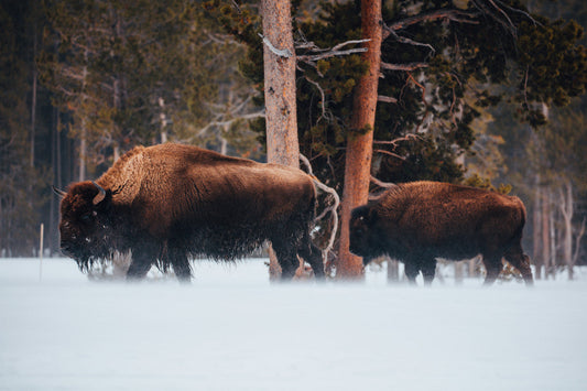 Buffalo Jerky: A Tasty, Nutritious Snack Choice