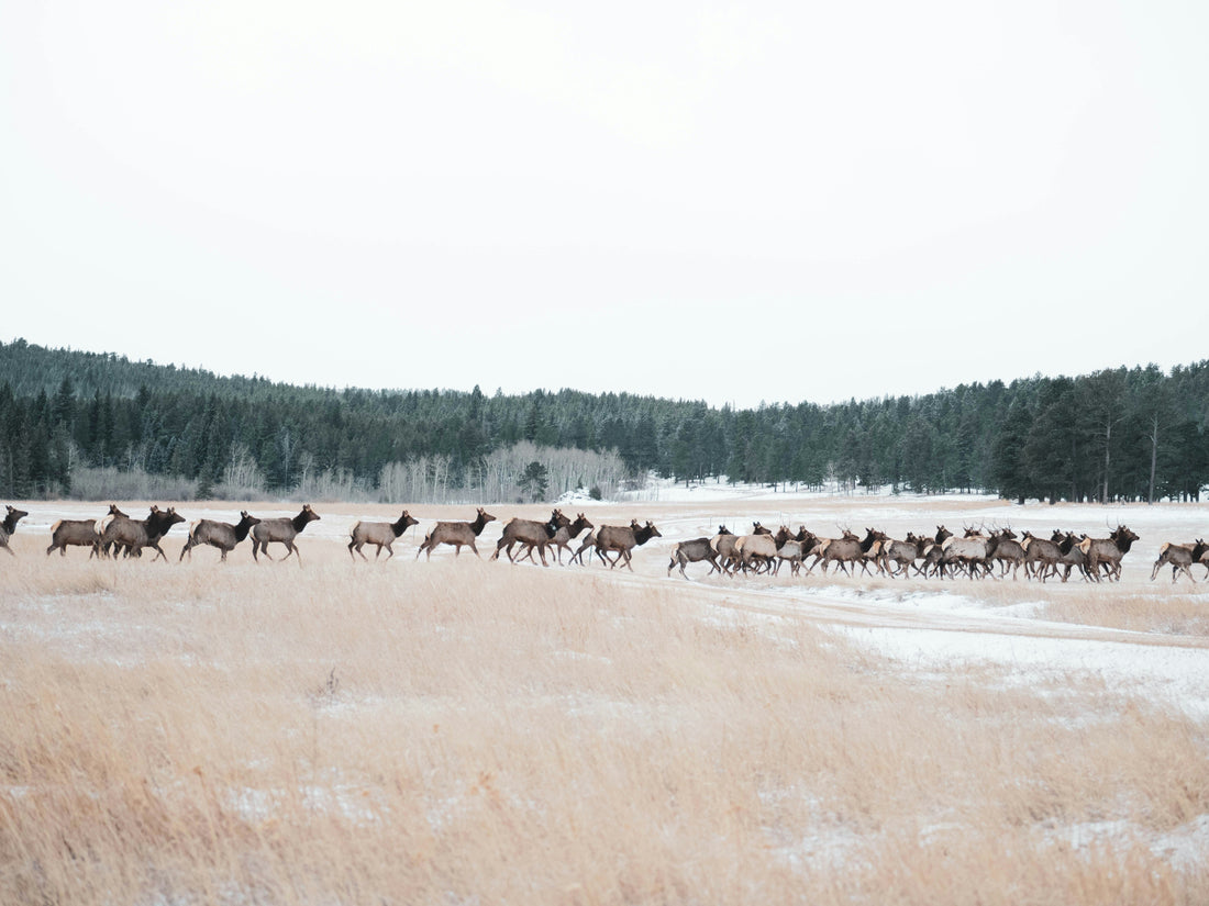 Discover the Health Benefits of Elk Jerky Today!