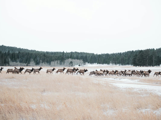 Discover the Health Benefits of Elk Jerky Today!