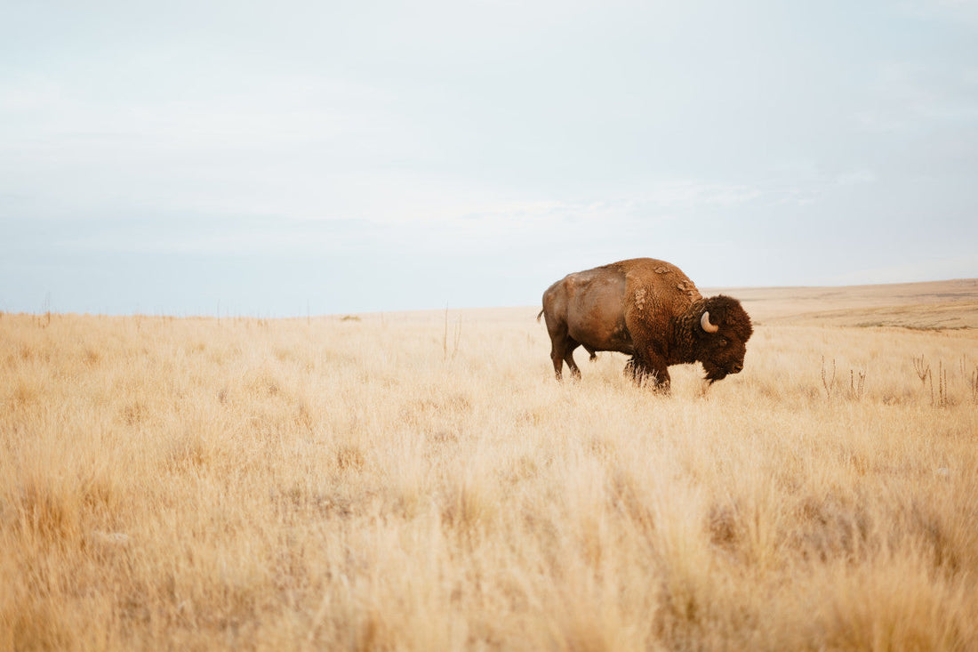 Discover the Unique Flavor of Buffalo Jerky