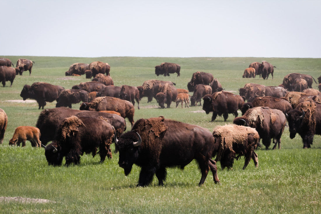 Discover the Ultimate Bison Jerky Online Today!