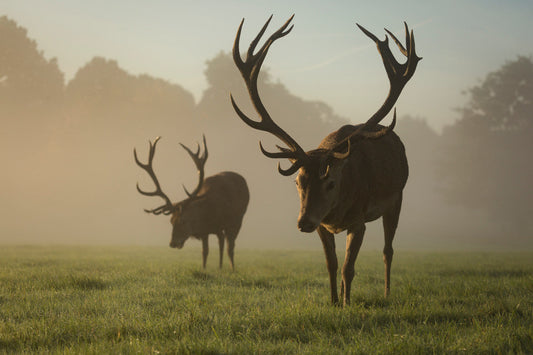 Mastering Elk Jerky: Top Cuts and Expert Tips