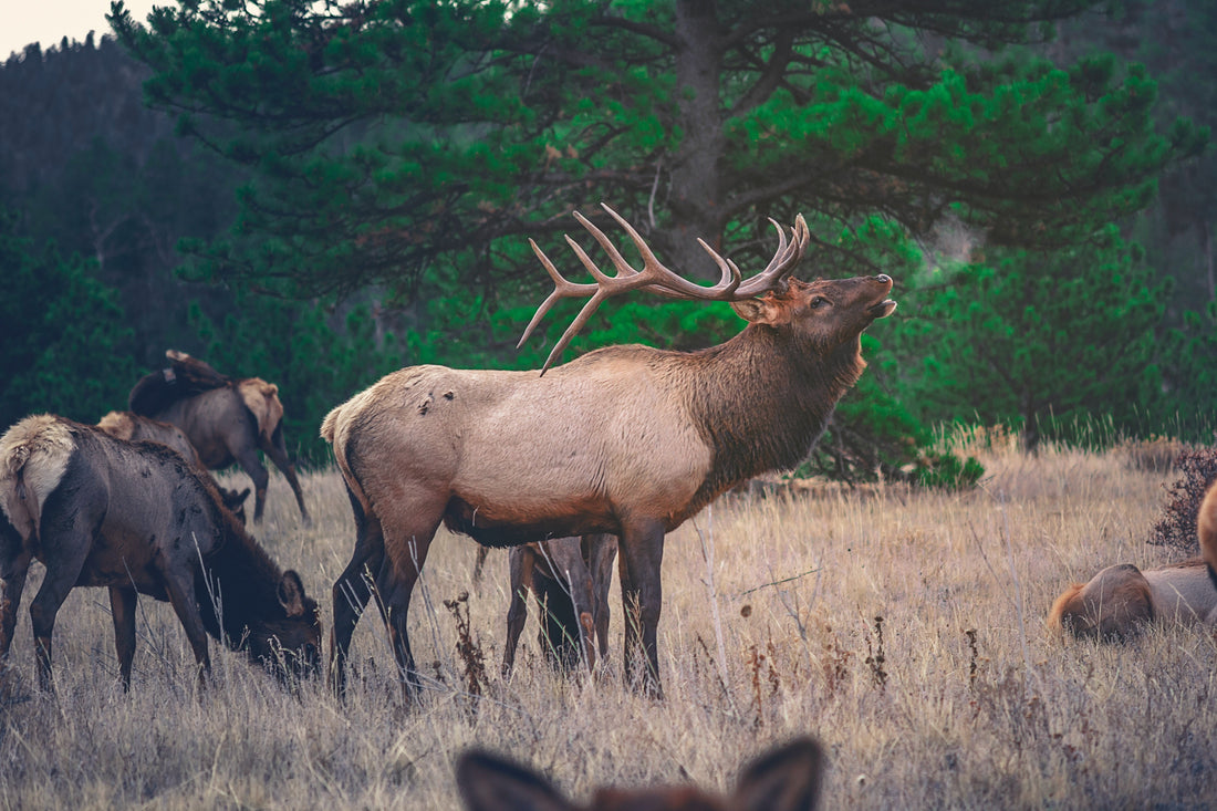 Maximize Elk Jerky Freshness: Freezing Tips & Shelf Life