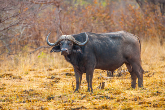 Buffalo Jerky: A Nutritious Snack Revolution