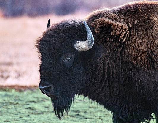 Discover Premium Buffalo Jerky at Mahogany Smoked Meats