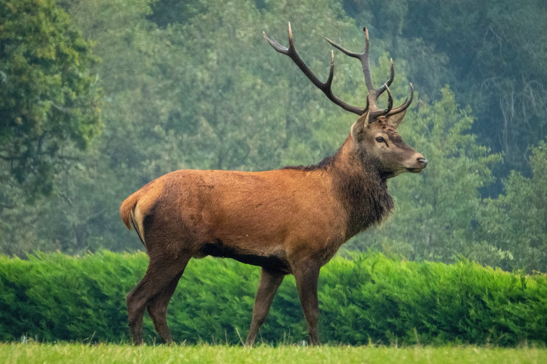 Elk Jerky: The Ultimate Snack for Flavor and Nutrition