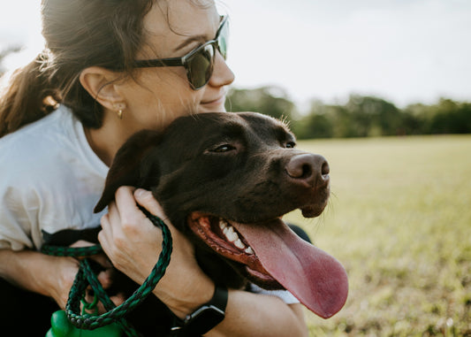 Buffalo Jerky for Dogs: A Nutritious Treat Guide