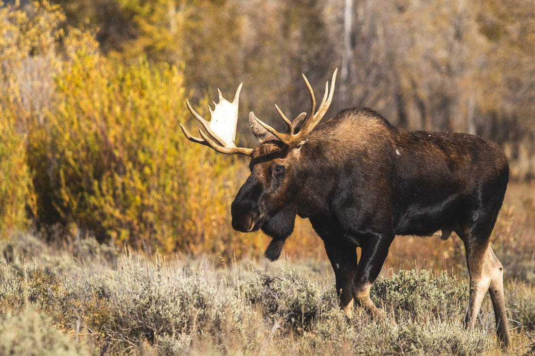 Elk vs Moose Jerky: Which Wild Snack Reigns Supreme?